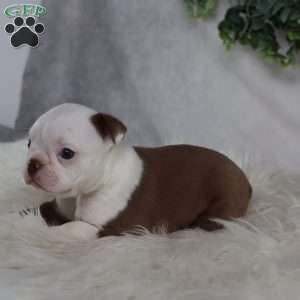 Bugg, Boston Terrier Puppy